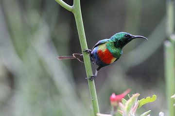 Feeënhoningzuiger bij Lake Baringo, Kenia van Tim Kolbrink