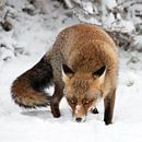 Vos staat in de sneeuw van Menno Schaefer thumbnail