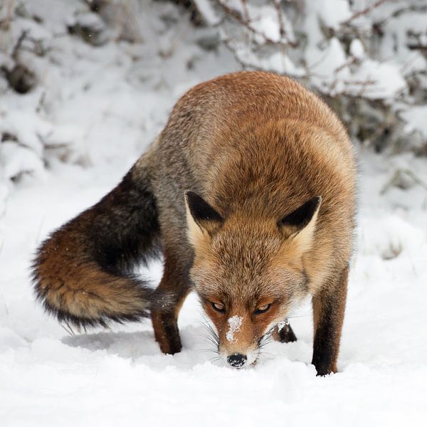 Red fox par Menno Schaefer