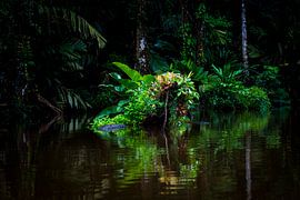 costa rica nature by Corrine Ponsen