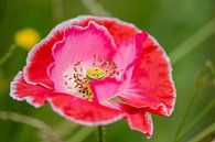 Klaproos/papaver wild van Brigitte Alphenaar thumbnail