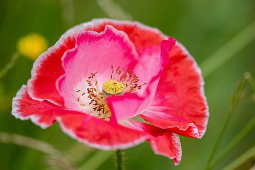 Klaproos/papaver wild