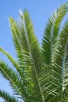 Palm leaves against a brilliant blue summer sky.