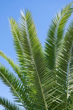 Palmbladeren en blauwe zomer lucht. Botanische urban jungle natuur fotografie..