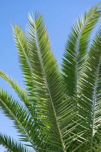 Palmbladeren en blauwe zomer lucht. Botanische urban jungle natuur fotografie.