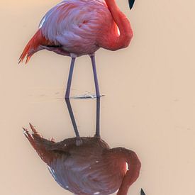 Rosa Reflexion auf Isabela von Lex van Doorn