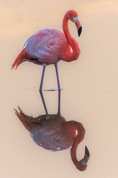 Roze Reflectie op Isabela