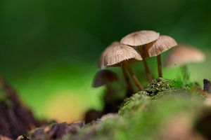 Paddenstoelen in het bos van Mark Scheper