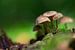Kleine Gruppe Pilze im Wald von Mark Scheper