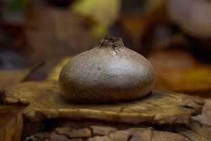 Champignon de terre à collier