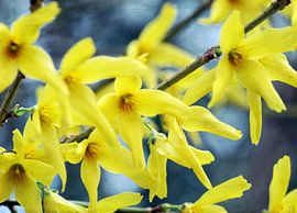 Forsythie von Roswitha Lorz