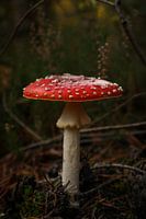On a big mushroom