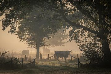 Koeien in ochtendlicht van Hans Monasso