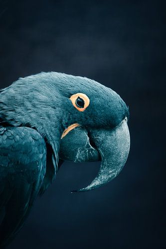 Portret van een hyacinthara tegen een donkere achtergrond. Blauwe papegaai