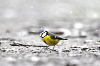 Pimpelmees in de sneeuw IV