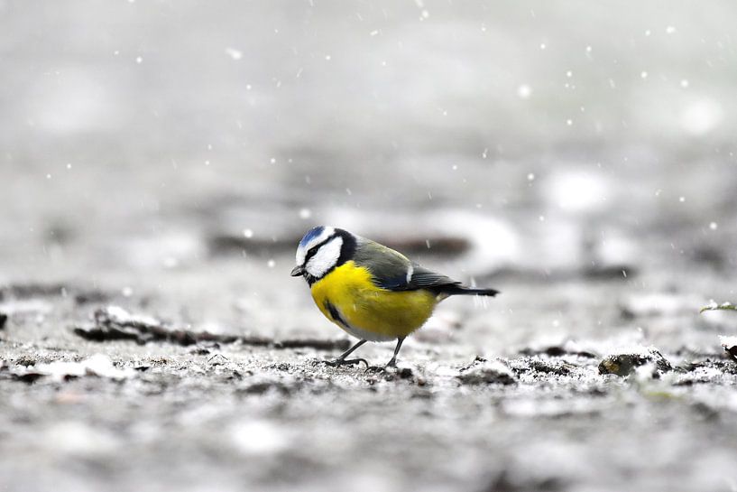 Mésange bleue dans la neige IV par Marvin Van Haasen