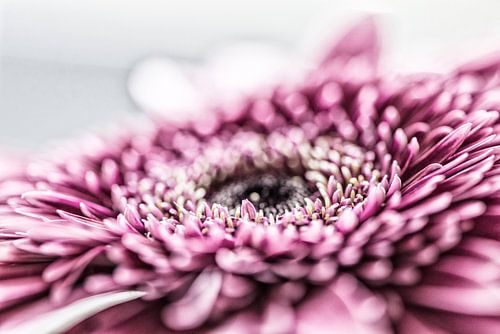 Roze Gerbera