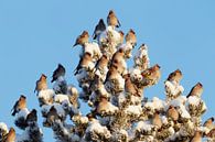 Groupe d'oiseaux pesteux (Bombycilla garrulus) dans le sapin. par Beschermingswerk voor aan uw muur Aperçu