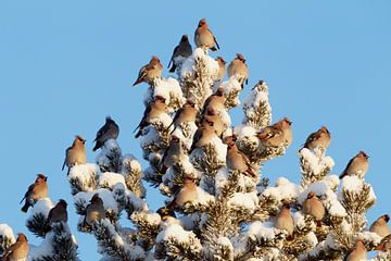 Flock of Bohemian Waxwings in snow-covered pine tree by Beschermingswerk voor aan uw muur
