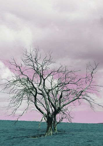 Kale boom tegen een dromerige roze lucht