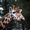 Giraffe sur Lieke Doorenbosch