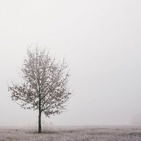 Eenzame boom van Jakub Wencek