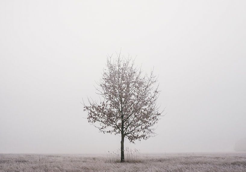 Eenzame boom van Jakub Wencek