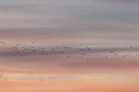 Vliegende vogels. Zonsondergang. Pastelkleuren. Fine art fotografie.