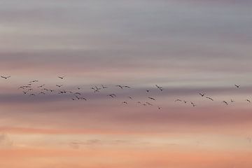 Vliegende vogels. Zonsondergang. Pastelkleuren. Fine art fotografie.