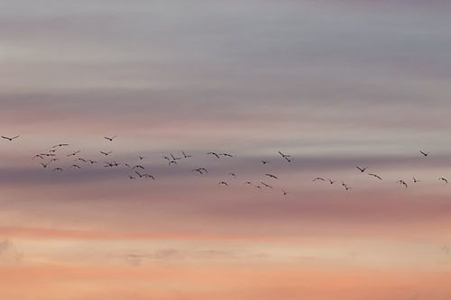 Flying birds. Sunset. Pastel colors. Fine art photography.