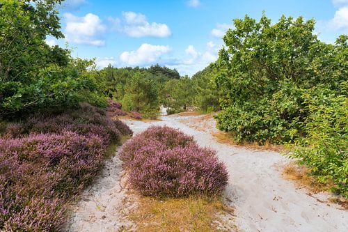 Dunes and trees between Schoorl and Bergen with purple heather by eric van der eijk
