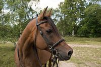 Arabisch volbloed paard op de hei