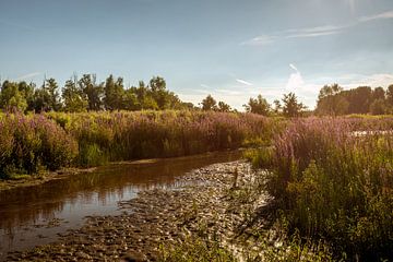 Old Dutch creek on a summer evening by Ruud Morijn