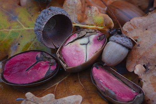 Eikels en blad vallen van de eikenboom op de grond