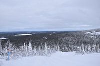bossen rondom Salla ski risort