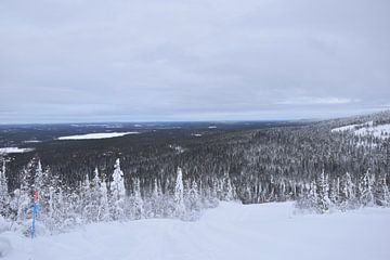 bossen rondom Salla ski risort van Jeroen Franssen