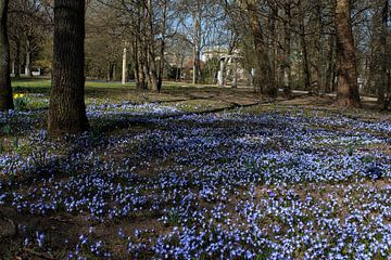 Blaue Blüten im Frühjahr im Luitpoldpark Bad Kissingen