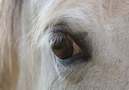Paardenoog schimmel