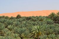 Dune in Oman