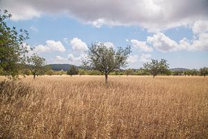 Arbre dans le vent