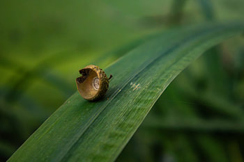 Eikel op een blad