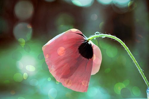 Lueurs florales