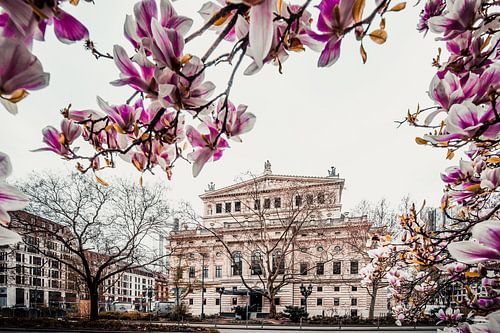 Old Opera House Frankfurt, Magnolias