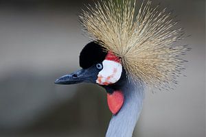 De Kroon van de Savanne, Kroon Kraanvogel