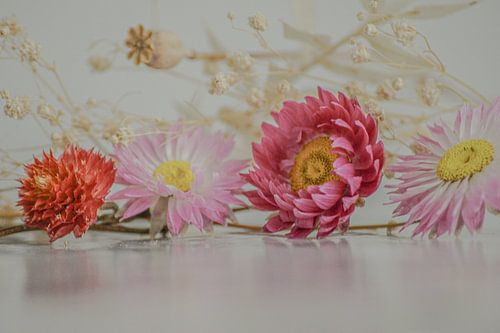 Roze asters