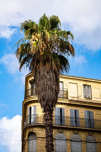 Palme und Fassade