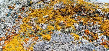 Lichens colorés sur un rocher en Norvège sur Jan Fritz