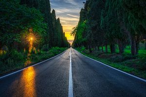 Die von Zypressen gesäumte Viale di Bolgheri bei Sonnenuntergang im Herbst, Toskana
