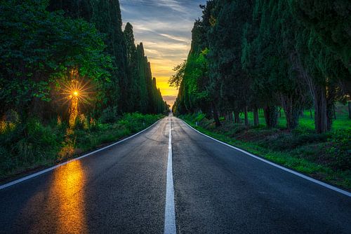 Cypress-Lined Viale di Bolgheri at Sunset in Autumn, Tuscany