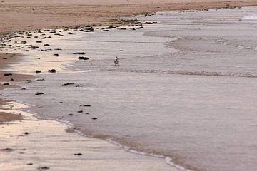 Meeuw op het strand bij zonsondergang (3) van Ingrid Meuleman